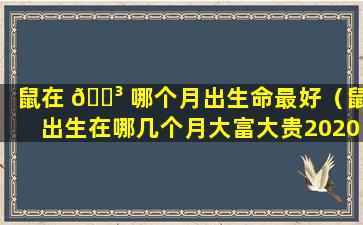 鼠在 🌳 哪个月出生命最好（鼠出生在哪几个月大富大贵2020）